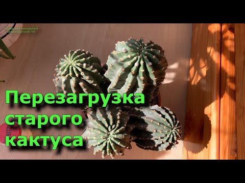 Видео: Перезагрузка старого кактуса Renovación de un viejo #cactus #кактусы #природа#suculentas#Echinopsis