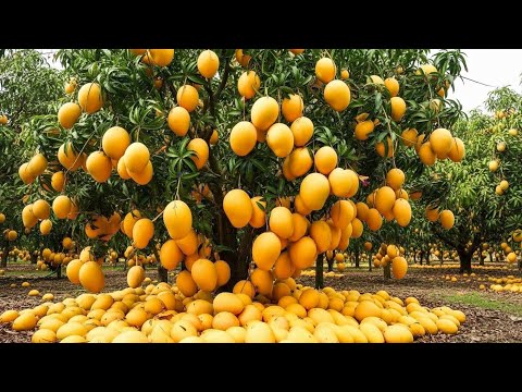 Видео: 4 совета по выращиванию манго для получения множества восхитительных плодов: как привить манговое...