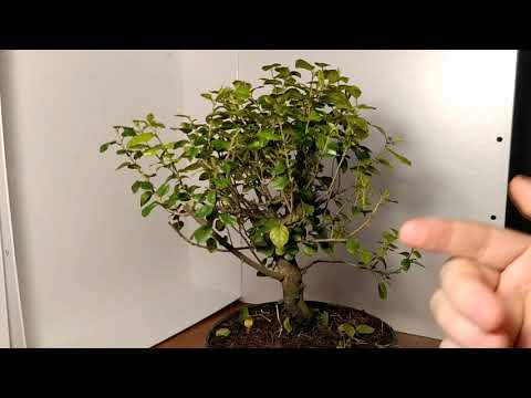 Видео: Сагереция чайная: обрезка и рекомендации по уходу