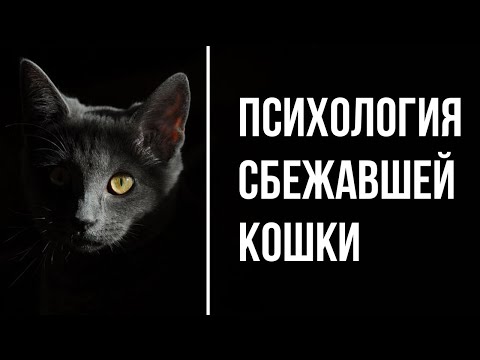 Видео: Как найти кошку, которая сбежала из квартиры | Важные действия владельца