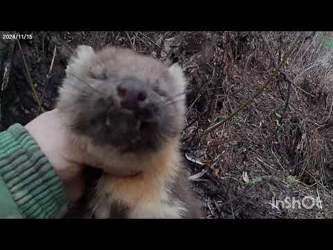 Видео: охота капканами на куницу, удачная проверка.