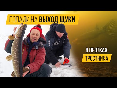 Видео: Щука на ЖЕРЛИЦЫ в ПРОТОКАХ тростника! СРАБОТКИ пошли ОДНА ЗА ДРУГОЙ