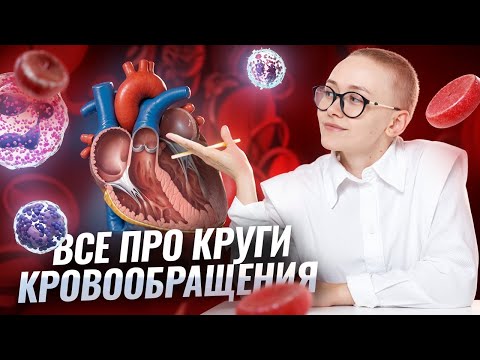 Видео: Круги кровообращения для ОГЭ по биологии | Умскул