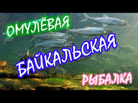 Видео: ОМУЛЁВАЯ БАЙКАЛЬСКАЯ РЫБАЛКА В БАРГУЗИНСКОМ ЗАЛИВЕ. Июль 2023 год.