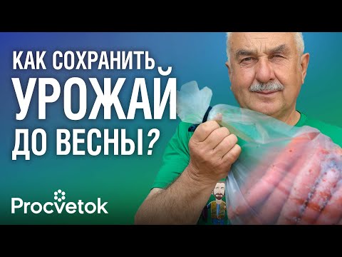 Видео: ВЕСЬ УРОЖАЙ ХРАНИТСЯ ДО ВЕСНЫ, НЕ СОХНЕТ И НЕ ГНИЕТ! Как хранить морковь, свеклу, чеснок и яблоки