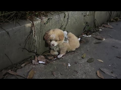 Видео: Ты всё ещё здесь? А, так у тебя нет дома...