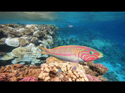 Видео: Отель Domina coral Bay Rive красное море октябрь 24-го года.