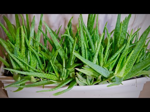 Видео: Как размножить Алоэ Вера. Работает на 100%