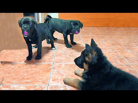 Видео: Как Щенок Немецкой овчарки Кане Корса усмирил. Meeting German Shepherd puppy and Cane Corso.