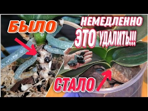 Видео: Орхидея Сого Вивьен/Sogo Vivien. Пересадка орхидеи.  ❌УГОЛЬ/КЕРАМЗИТ🚫 Рассудительно и решительно.