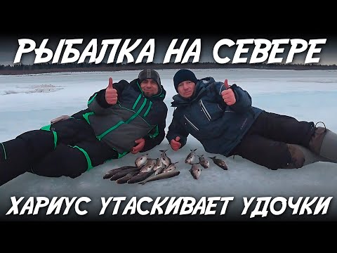 Видео: Рыбалка на севере Хариус утаскивает удочки