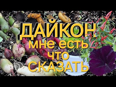 Видео: Цветной дайкон и чёрная редька/Что понравилось🍠/ОДНА В ДЕРЕВНЕ👱🏼‍♀️