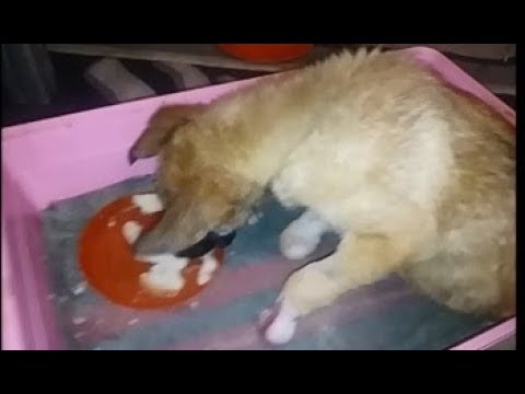 Видео: Рыжуля растет, ранки заживают