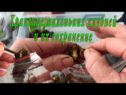 Видео: Как сохранить маленькие клубни Глоксинии