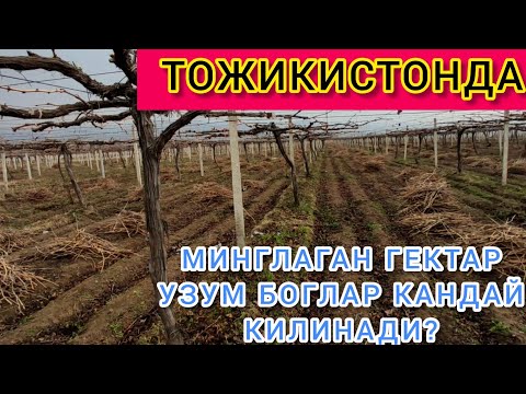 Видео: ТОЖИКИСТОН УЗУМ БОГЛАРИ TOJIKISTON UZUM BOGLARI