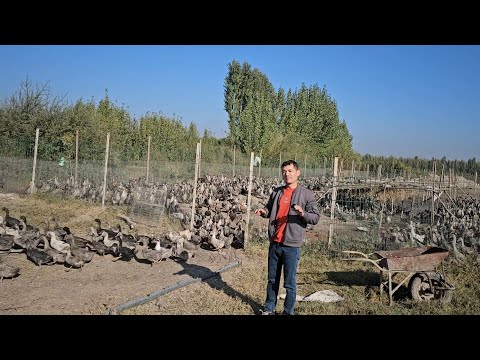 Видео: Урдаклар сотилади