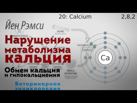 Видео: Нарушение метаболизма кальция. Обмен кальция и гипокальциемия