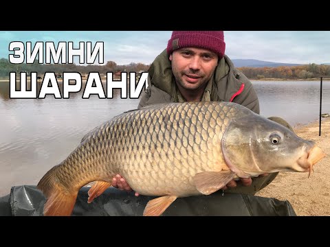 Видео: Зимни шарани