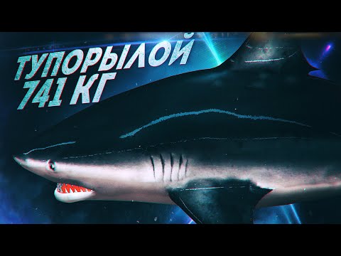 Видео: СЕКРЕТНАЯ ТЕХНИКА ПРОВОДКИ ДЛЯ ПОИМКИ АКУЛЫ