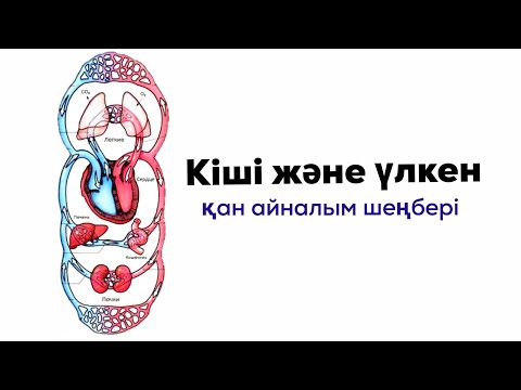 Видео: Үлкен және кіші қан айналым шеңбері
