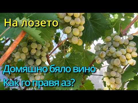 Видео: Бране и залагане на бяло домашно вино и ракия