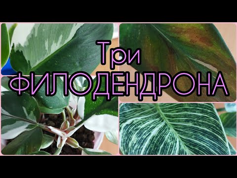 Видео: Три сорта с самыми плотными листьями🌿 #Филодендрон Биркин🌸Вайт Кнайт🌿Вайт Визард🌸 #цветы #растения