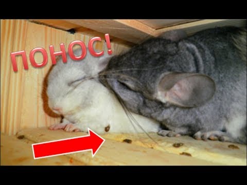 Видео: Понос у ШИНШИЛЛ!!!Как ЛЕЧИТЬ? Что ВЫЗЫВАЕТ?
