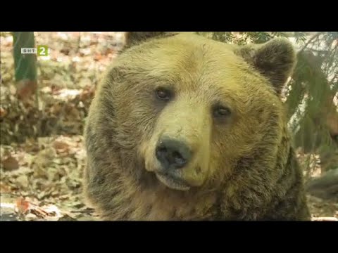 Видео: Паркът за мечки край Белица - "10 000 крачки" - 30.05.2022 по БНТ