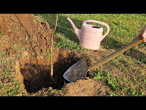 Видео: Сделайте это, и посадка плодов пройдет успешно – обратите внимание на эти шаги.