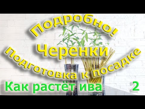 Видео: Как подготовить черенки ивы к посадке. Как растет ива (2 выпуск)