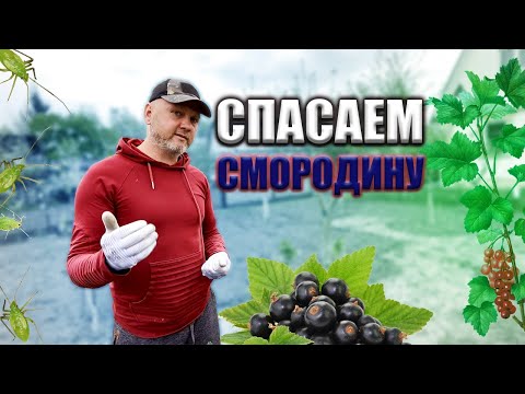 Видео: Спасаем кусты смородины от тли. Самые действенные способы!