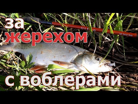 Видео: ОХОТНИКИ ЗА ЖЕРЕХОМ - сидим в засаде. Jackall Chubby Minnow 35 снова сработал. Рыбалка на спиннинг