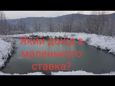 Видео: Підсумки року, щодо вирощування риби в невеликому озері! Скільки можна заробити на дачному ставку?
