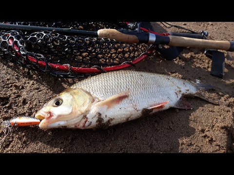 Видео: Tsuyoki Rival 43 сделал рыбалку. Рыбалка на спиннинг 2024. Рыбалка на голавля и язя