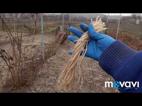 Видео: Розкрили ожину після зими. Підвязуємо та обрізаємо.