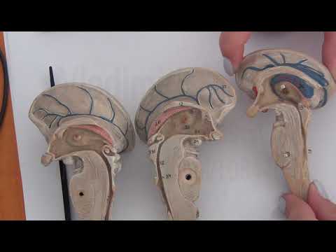 Видео: Гипоталамус.  Часть 1  2022 05 06 10 53 45