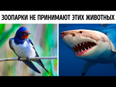 Видео: Животные, которых вы никогда не увидите в зоопарке