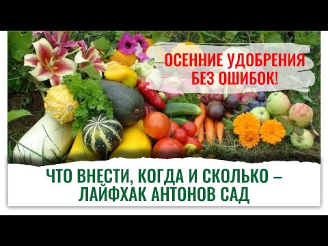 Видео: Почему осенью архиважно использовать Гуми-Оми и 33 Богатыря? Это будущая Еда +800% пользы