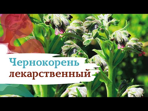 Видео: Чернокорень лекарственный