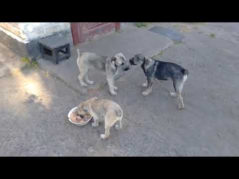 Видео: Щенки уже начинают драться за еду, за миску с кашей.