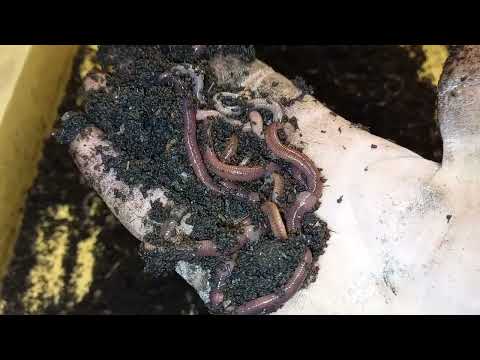 Видео: Разведение червей в домашних условиях в гараже)))