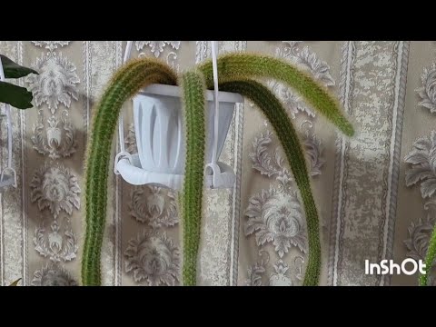 Видео: Обезьяньи Бега Или Как вырастить из семян Хильдевинтеру. (проект двух каналов). 24.01.2024.