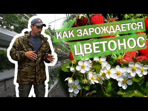 Видео: Зарождение цветоноса. НСД. КСД.РЕМОНТАНТНЫЕ СОРТА