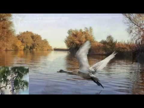 Видео: РОДНОЕ СЕЛО.  Автор-исполнитель ВИКТОР ДАВИДЗОН.