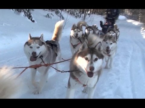 Видео: Ездовые собаки