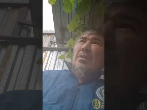 Видео: Сәләфизм? Домбыра харам ба..?