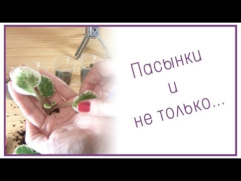 Видео: Пасынки у фиалок и не только...