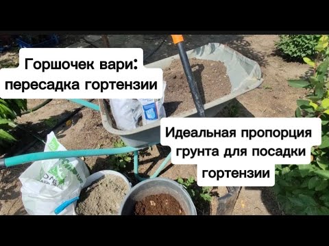 Видео: Посадка гортензии в горшок: грунт, объем горшка, удобрения, полив. Выращиваем гортензии в контейнере