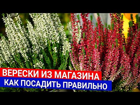 Видео: Верески из магазина - как посадить правильно