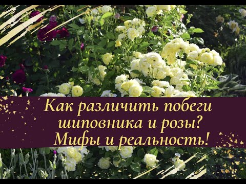 Видео: Как различить побеги шиповника и розы?  Мифы и реальность!